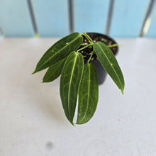 Load image into Gallery viewer, #RD23 Anthurium Warocqueanum