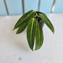 Load image into Gallery viewer, #RD23 Anthurium Warocqueanum