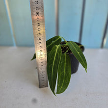 Load image into Gallery viewer, #RD23 Anthurium Warocqueanum