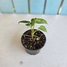 Load image into Gallery viewer, #RD23 Anthurium Warocqueanum