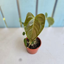 Load image into Gallery viewer, #R30 Two x Anthurium Veitchii x 'Red'