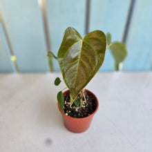 Load image into Gallery viewer, #R30 Two x Anthurium Veitchii x 'Red'