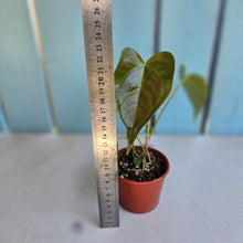 Load image into Gallery viewer, #R30 Two x Anthurium Veitchii x 'Red'