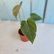 Load image into Gallery viewer, #R30 Two x Anthurium Veitchii x 'Red'