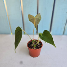 Load image into Gallery viewer, #R30 Two x Anthurium Veitchii x 'Red'