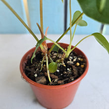 Load image into Gallery viewer, #R30 Two x Anthurium Veitchii x 'Red'