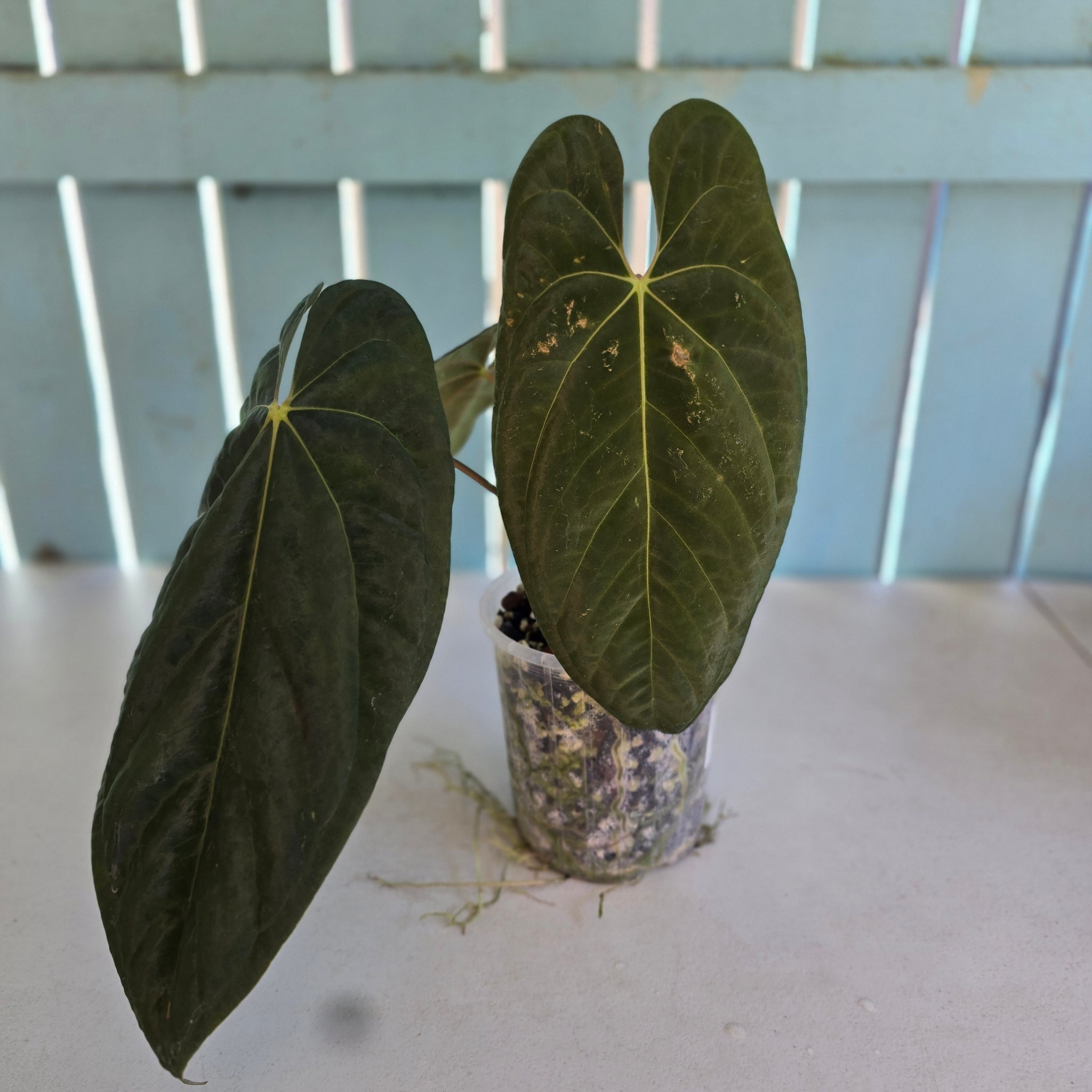 ALL PLANTS – Tagged 