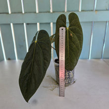 Load image into Gallery viewer, #78 Anthurium (Black Sensation x Midnight Velvet) x (Papillilaminum x Dressleri)