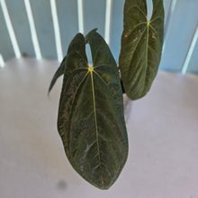 Load image into Gallery viewer, #78 Anthurium (Black Sensation x Midnight Velvet) x (Papillilaminum x Dressleri)