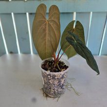 Load image into Gallery viewer, #78 Anthurium (Black Sensation x Midnight Velvet) x (Papillilaminum x Dressleri)