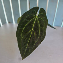 Load image into Gallery viewer, #P60 Anthurium Dark Mama x (Black Cherry x Papillilaminum)