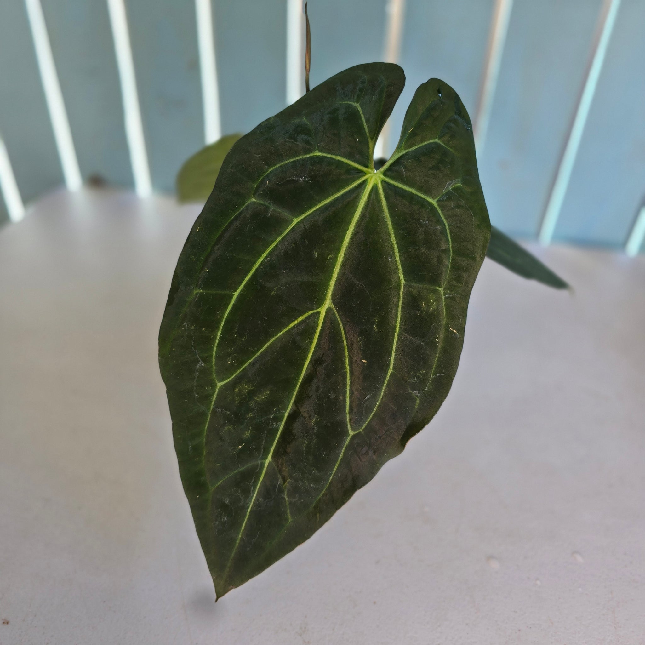anthurium hoffmannii Anthurium Hoffmani x Ace of Spades (AOS)  HappiestPlants