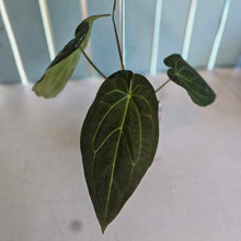 Load image into Gallery viewer, #P60 Anthurium Dark Mama x (Black Cherry x Papillilaminum)