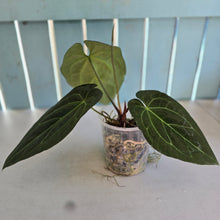 Load image into Gallery viewer, #P60 Anthurium Dark Mama x (Black Cherry x Papillilaminum)