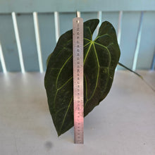 Load image into Gallery viewer, #P60 Anthurium Dark Mama x (Black Cherry x Papillilaminum)