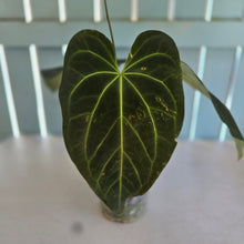 Load image into Gallery viewer, #B82 Anthurium Dark Mama x (Black Cherry x Papillilaminum)