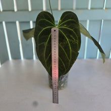 Load image into Gallery viewer, #B82 Anthurium Dark Mama x (Black Cherry x Papillilaminum)