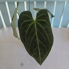 Load image into Gallery viewer, #B82 Anthurium Dark Mama x (Black Cherry x Papillilaminum)