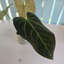 Load image into Gallery viewer, #B82 Anthurium Dark Mama x (Black Cherry x Papillilaminum)