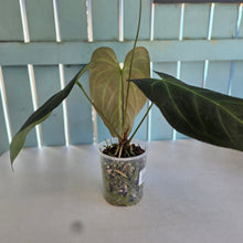 Load image into Gallery viewer, #B82 Anthurium Dark Mama x (Black Cherry x Papillilaminum)