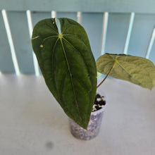 Load image into Gallery viewer, #H348 Anthurium (Papillilaminum x) x (Papillilaminum x Dressleri)