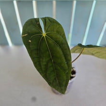 Load image into Gallery viewer, #H348 Anthurium (Papillilaminum x) x (Papillilaminum x Dressleri)
