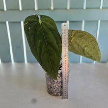 Load image into Gallery viewer, #H348 Anthurium (Papillilaminum x) x (Papillilaminum x Dressleri)