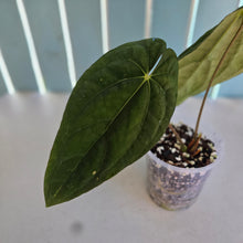Load image into Gallery viewer, #H348 Anthurium (Papillilaminum x) x (Papillilaminum x Dressleri)