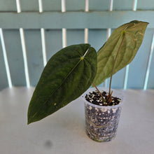 Load image into Gallery viewer, #H348 Anthurium (Papillilaminum x) x (Papillilaminum x Dressleri)