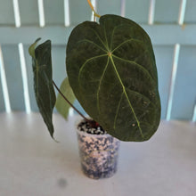 Load image into Gallery viewer, #17c Anthurium Forgetii x Reverse Black Cherry