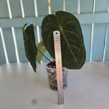 Load image into Gallery viewer, #17c Anthurium Forgetii x Reverse Black Cherry