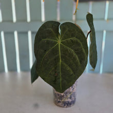 Load image into Gallery viewer, #17c Anthurium Forgetii x Reverse Black Cherry