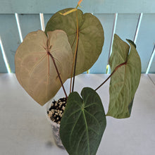 Load image into Gallery viewer, #17c Anthurium Forgetii x Reverse Black Cherry