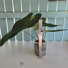 Load image into Gallery viewer, #H48 Anthurium Dark Mama x (Black Cherry x Papillilaminum)