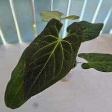 Load image into Gallery viewer, #H48 Anthurium Dark Mama x (Black Cherry x Papillilaminum)