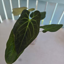 Load image into Gallery viewer, #H48 Anthurium Dark Mama x (Black Cherry x Papillilaminum)