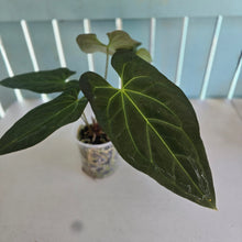 Load image into Gallery viewer, #H48 Anthurium Dark Mama x (Black Cherry x Papillilaminum)