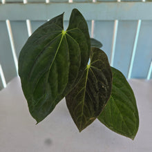 Load image into Gallery viewer, #i121 Anthurium (Papillilaminum x) x (Papillilaminum x Dressleri)