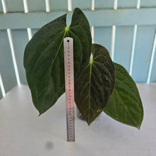 Load image into Gallery viewer, #i121 Anthurium (Papillilaminum x) x (Papillilaminum x Dressleri)