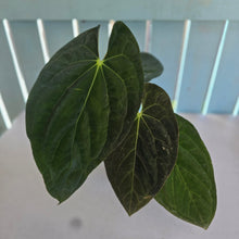 Load image into Gallery viewer, #i121 Anthurium (Papillilaminum x) x (Papillilaminum x Dressleri)