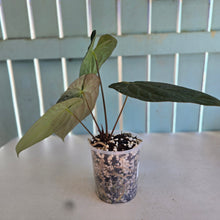 Load image into Gallery viewer, #i121 Anthurium (Papillilaminum x) x (Papillilaminum x Dressleri)