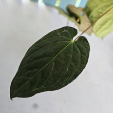 Load image into Gallery viewer, #i121 Anthurium (Papillilaminum x) x (Papillilaminum x Dressleri)
