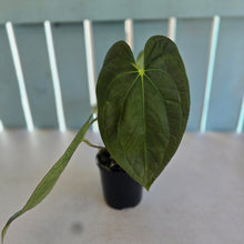 Load image into Gallery viewer, #304 (Black Cherry x Papillilaminum) x RVDP
