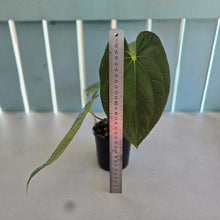 Load image into Gallery viewer, #304 (Black Cherry x Papillilaminum) x RVDP