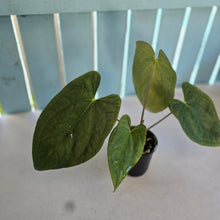 Load image into Gallery viewer, #304 (Black Cherry x Papillilaminum) x RVDP