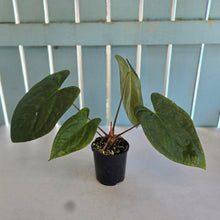 Load image into Gallery viewer, #304 (Black Cherry x Papillilaminum) x RVDP
