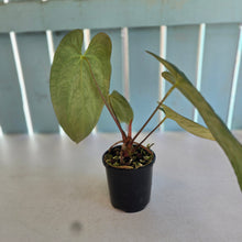 Load image into Gallery viewer, #304 (Black Cherry x Papillilaminum) x RVDP