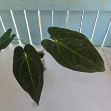 Load image into Gallery viewer, #B102 Anthurium Dark Mama x (Black Cherry x Papillilaminum)