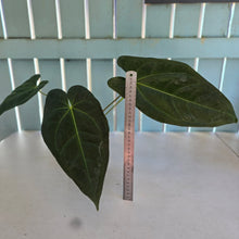 Load image into Gallery viewer, #B102 Anthurium Dark Mama x (Black Cherry x Papillilaminum)