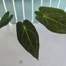 Load image into Gallery viewer, #B102 Anthurium Dark Mama x (Black Cherry x Papillilaminum)
